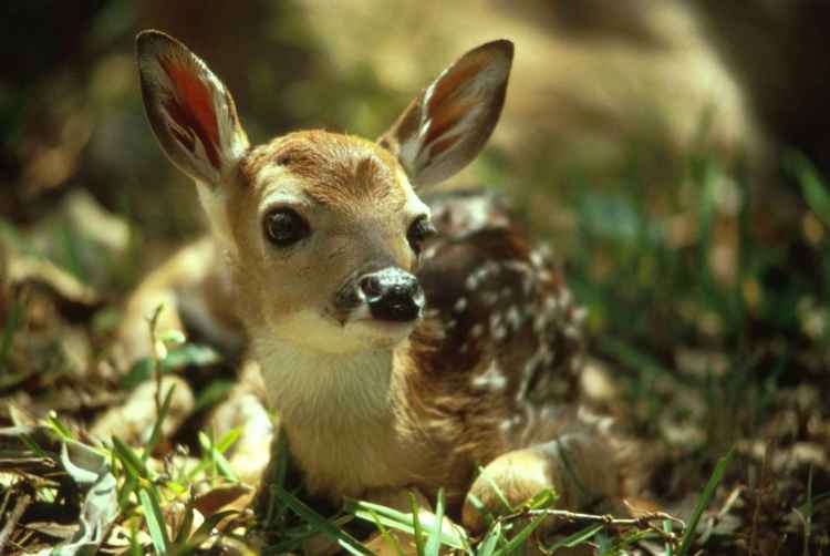 Cute_deer_fawn